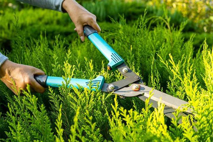 Entretien de jardin Chatou