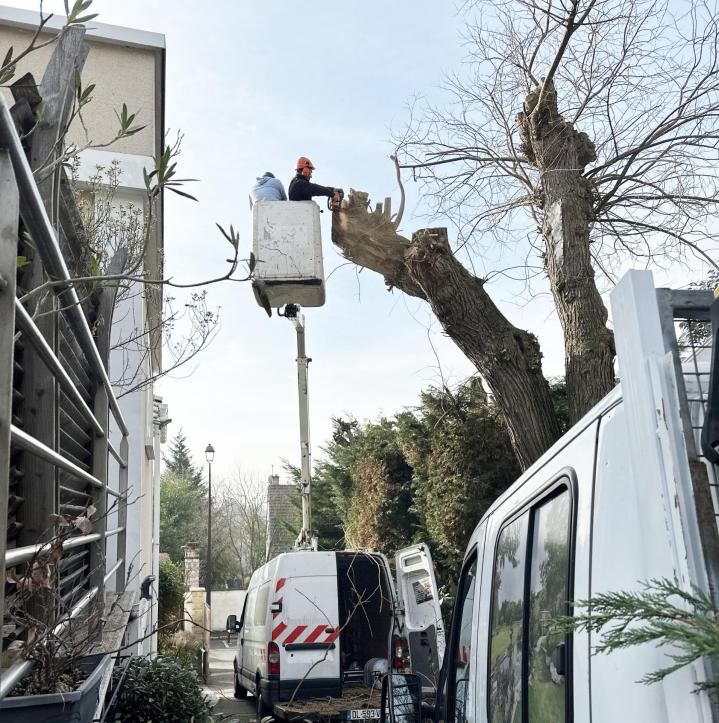 travaux d’élagage et d’abattage d'arbres Chatou