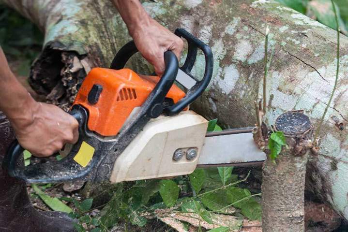 Élagage et abattage d'arbres Chatou