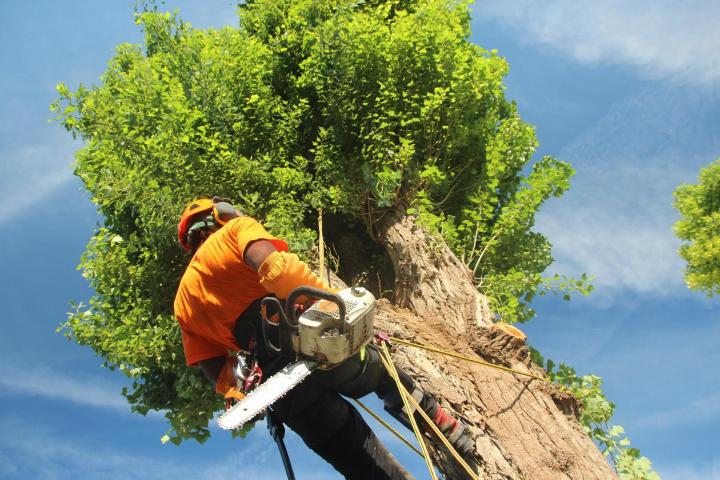 Élagage et abattage d'arbres Chatou
