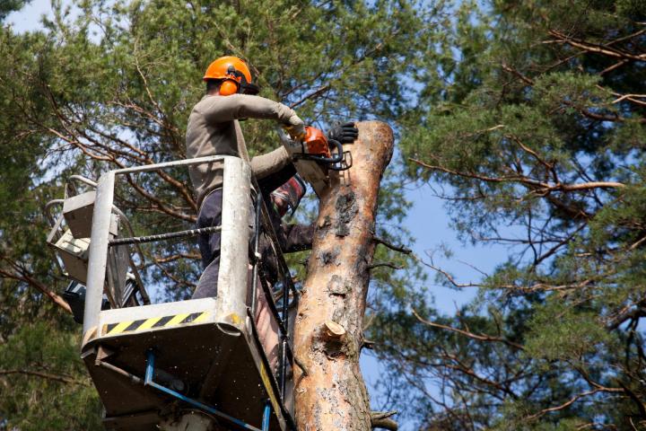 Élagage et abattage d'arbres Chatou